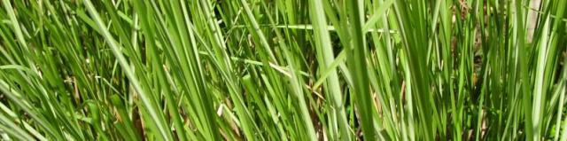 Vetiver.jpg