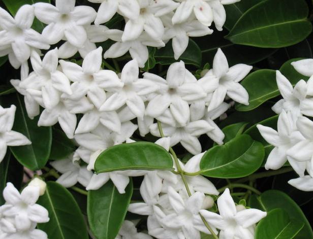jasmineeee.jpg