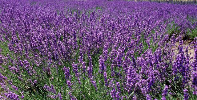 lavender1.JPG